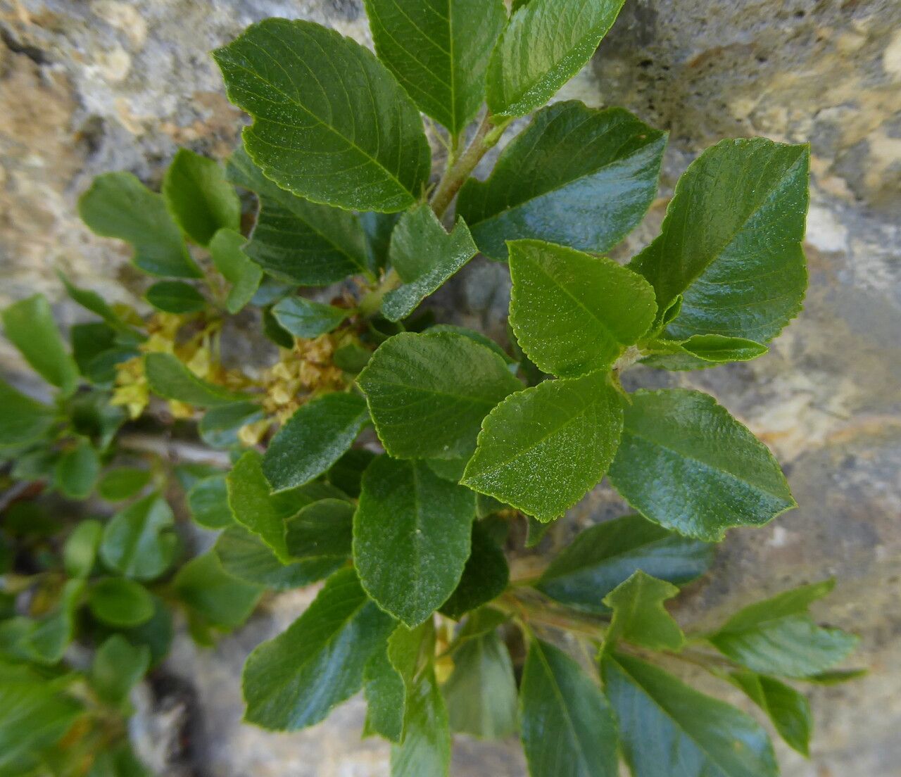Rhamnus pumila — search result for 'Rhamnus'