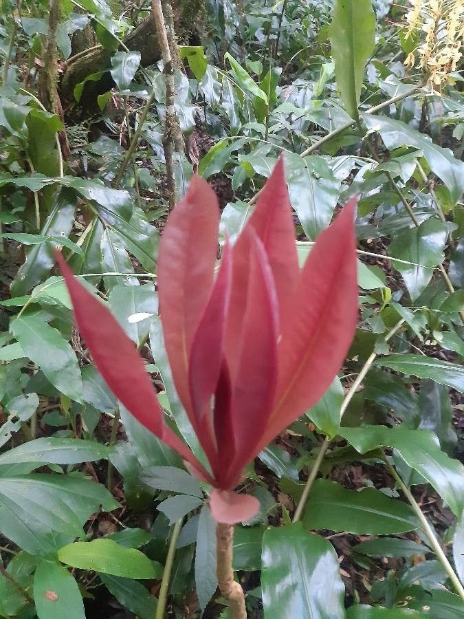 Badula borbonica — related species from the same genus