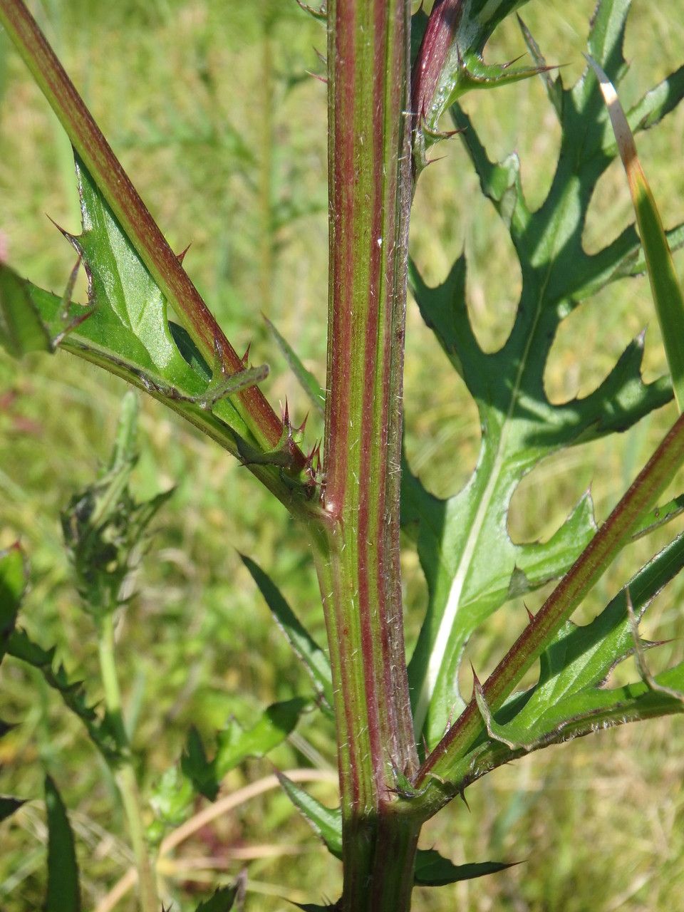 Cirsium muticum bark