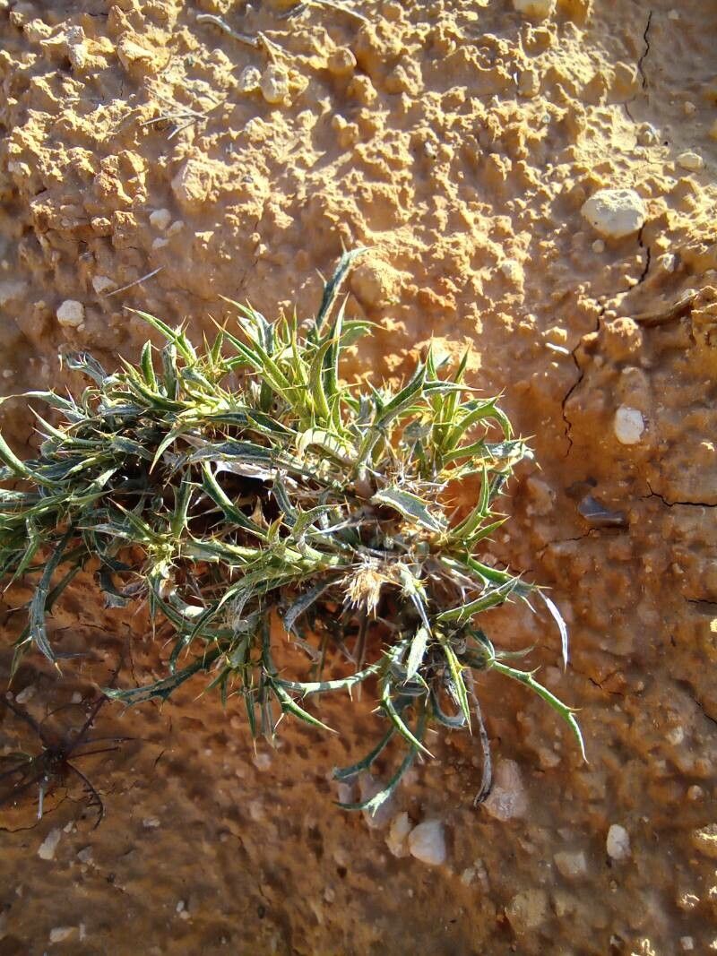 Atractylis serratuloides — houseplant care guide