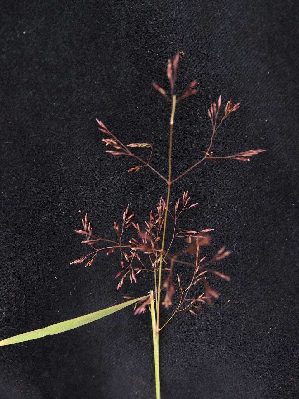 Agrostis micrantha — houseplant care guide