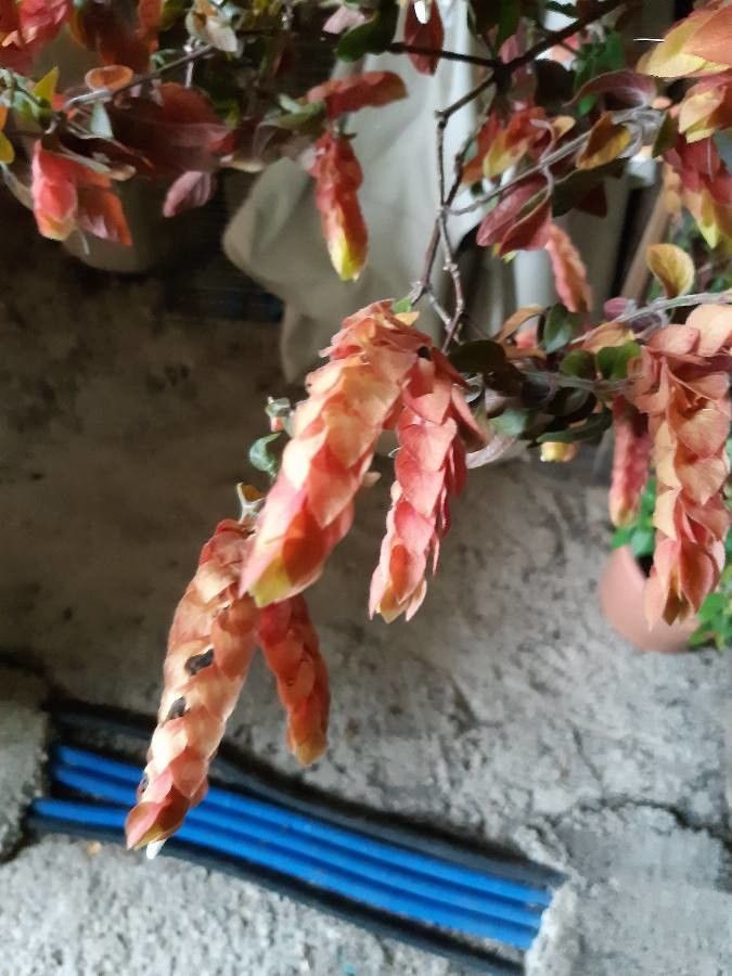 Justicia brandegeeana fruit