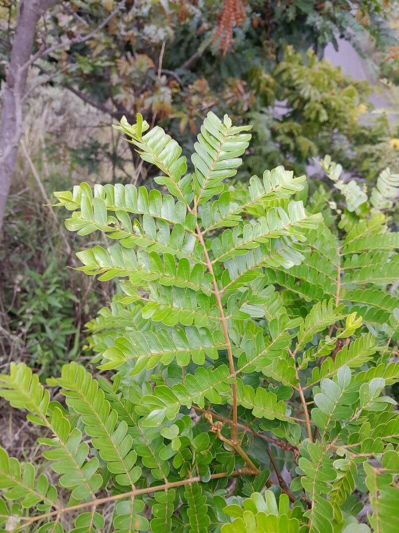 Albizia mainaea — search result for 'Albizia'