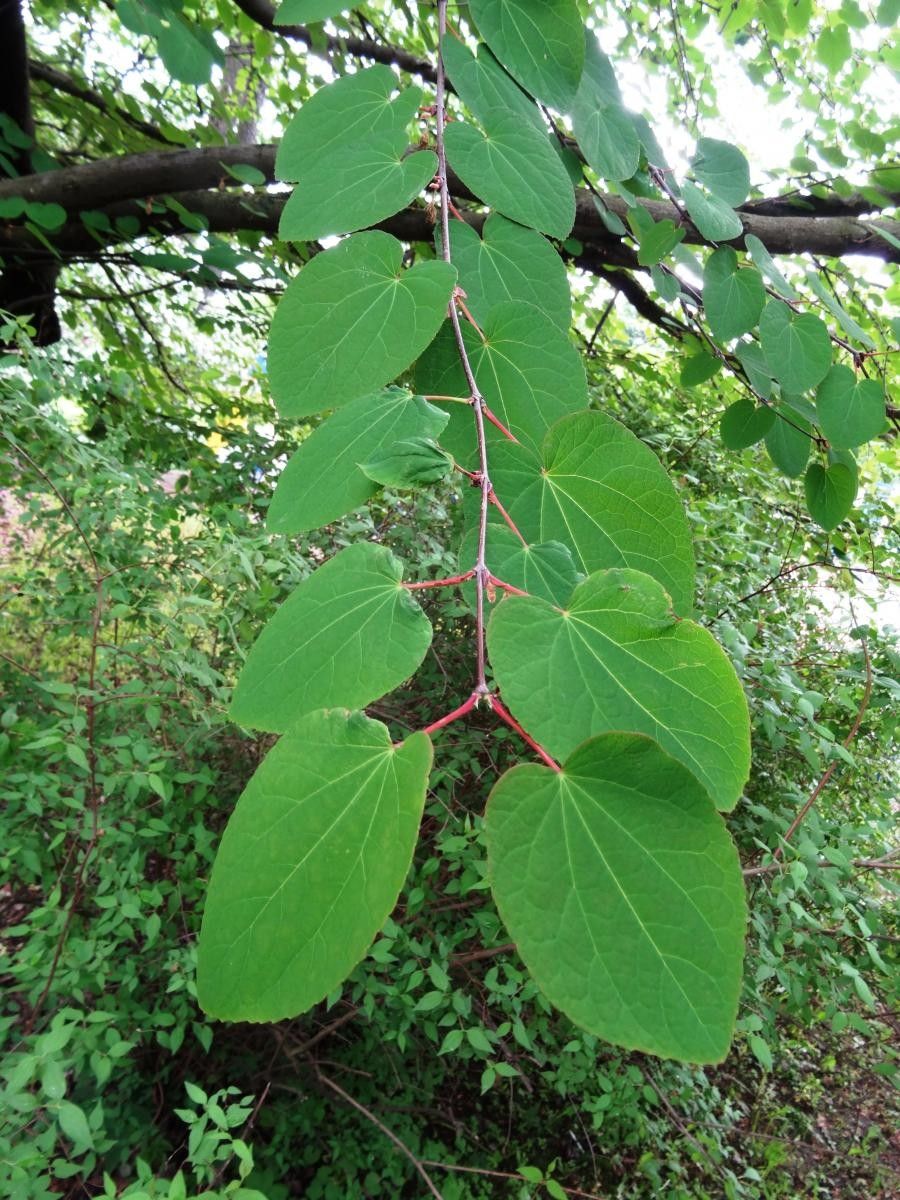 Cercidiphyllum magnificum leaf