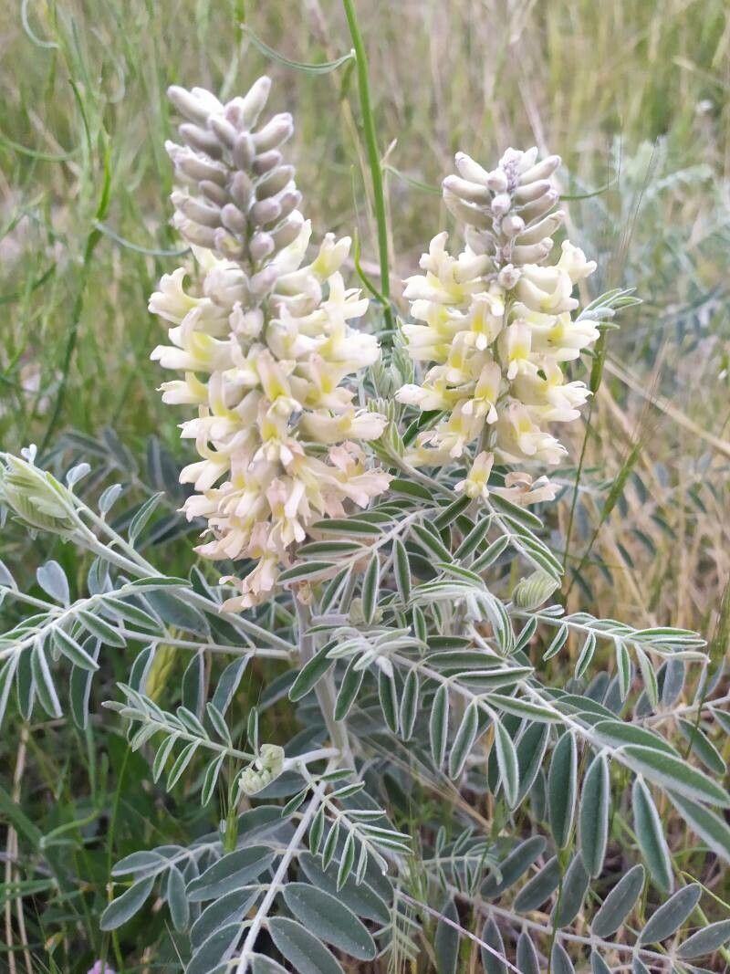 Astragalus miguelensis flower