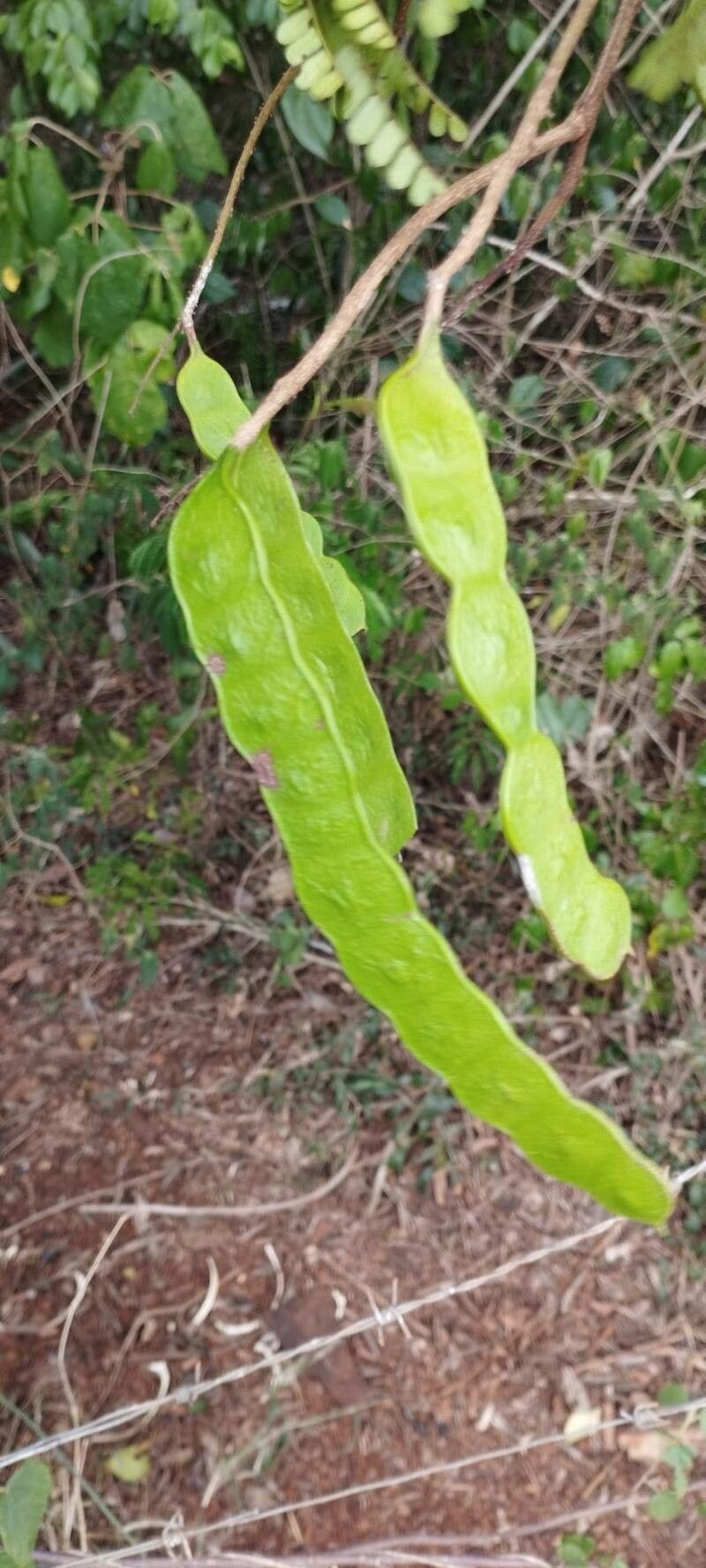 Pseudopiptadenia bahiana fruit