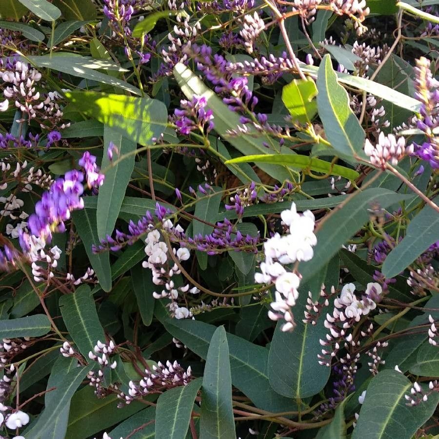 Hardenbergia violacea flower