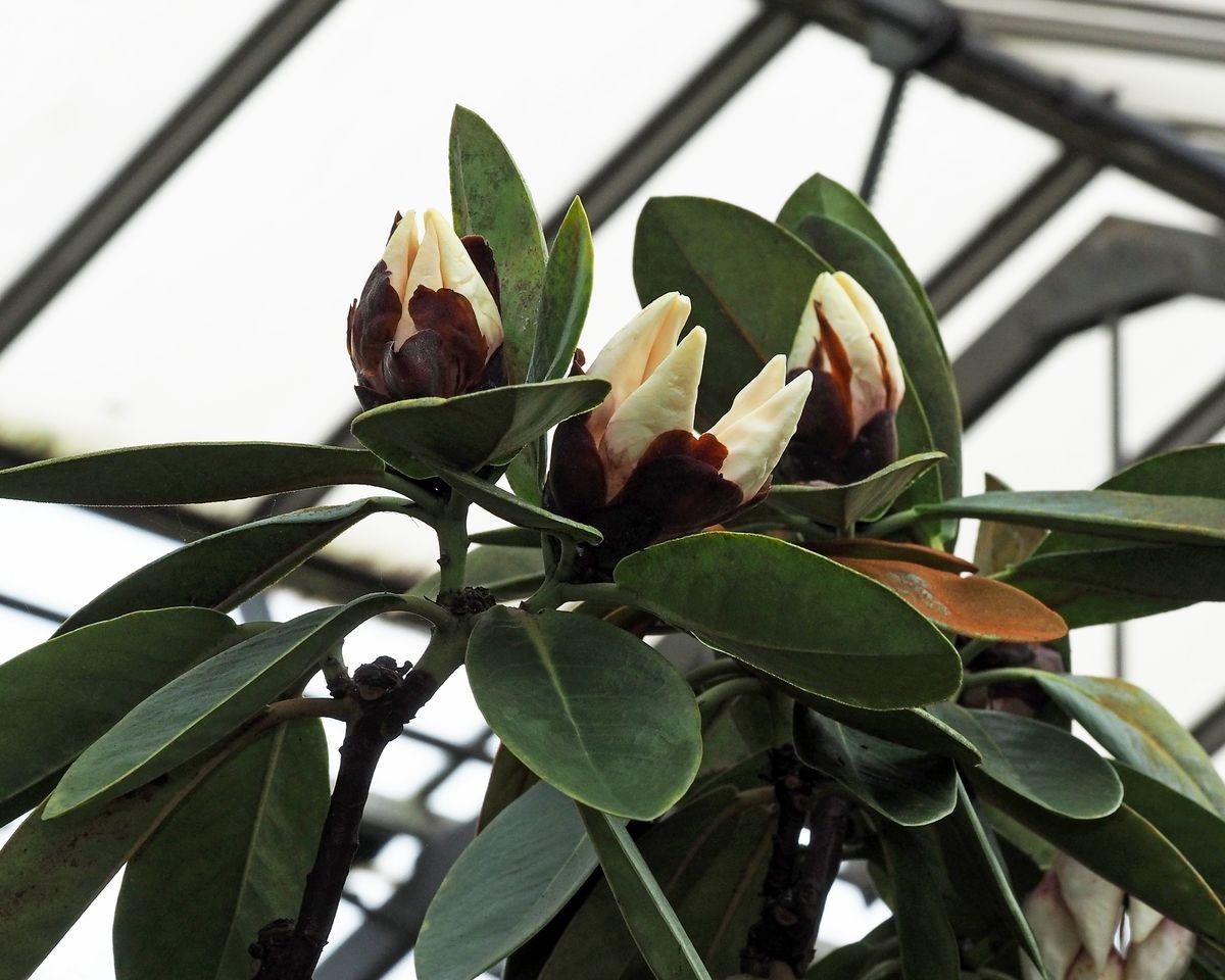 Rhododendron leucogigas other