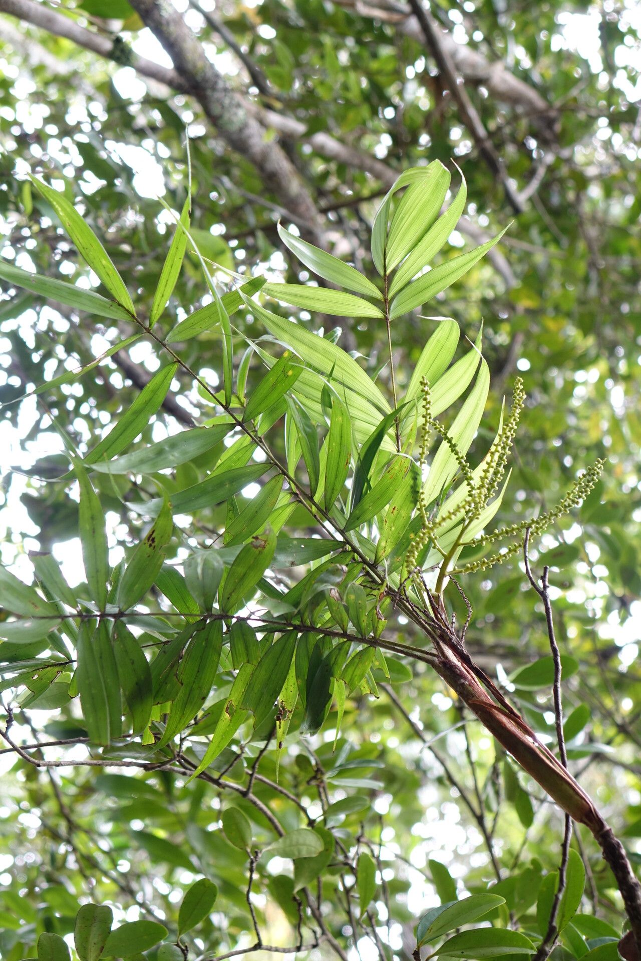 Dypsis procumbens leaf