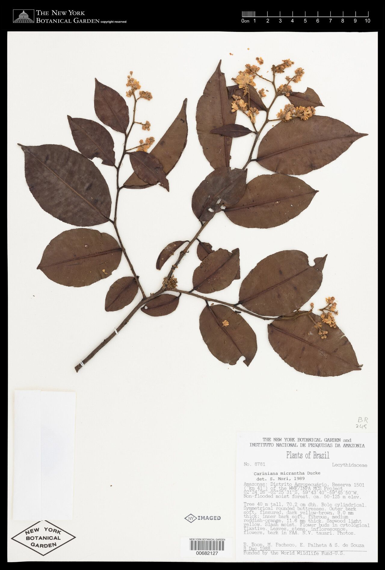 Cariniana micrantha — related species from the same genus