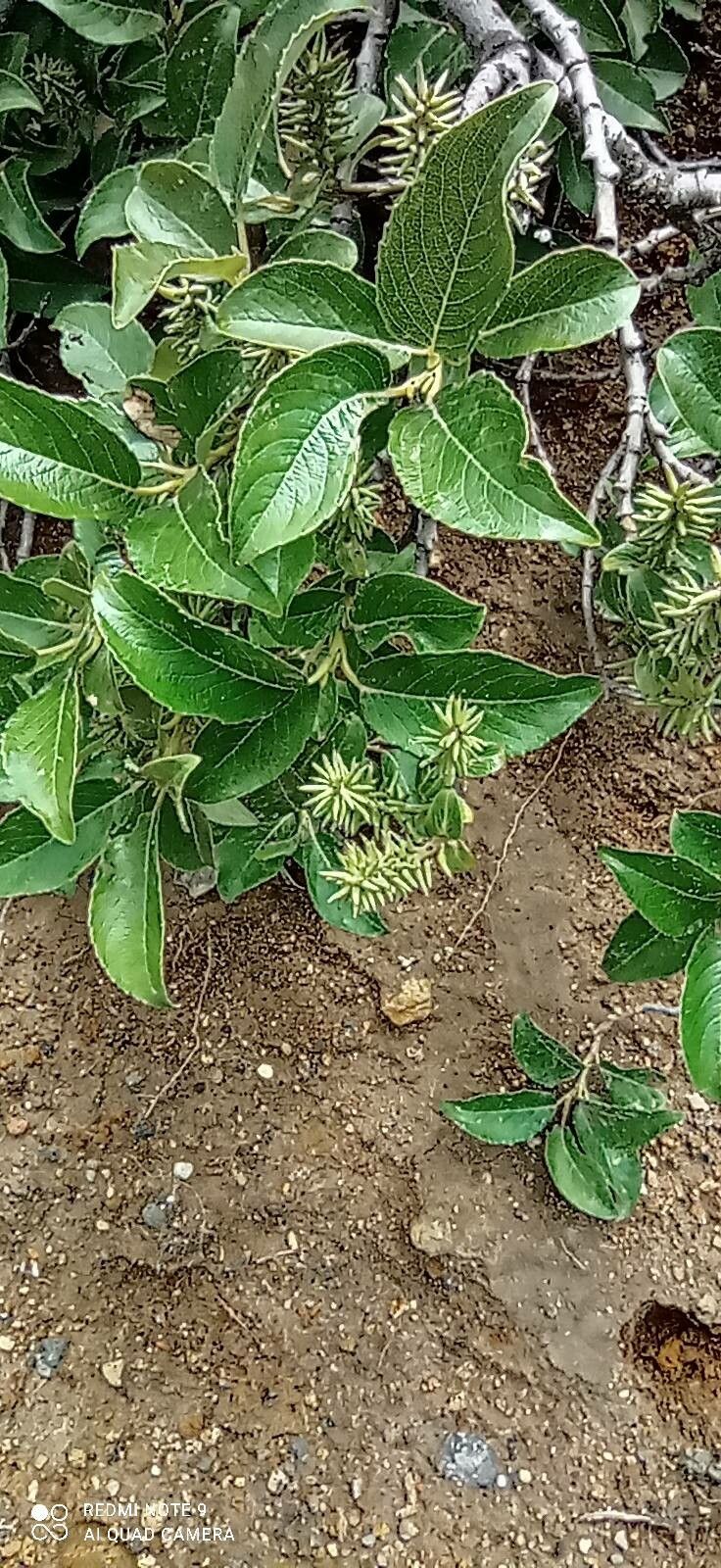 Salix nakamurana — houseplant care guide