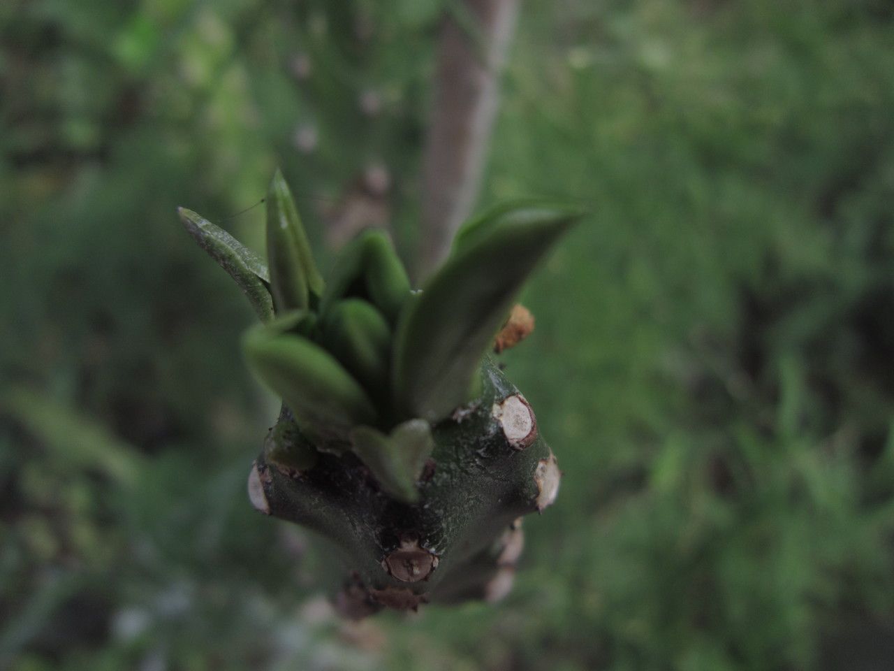 Euphorbia nivulia flower