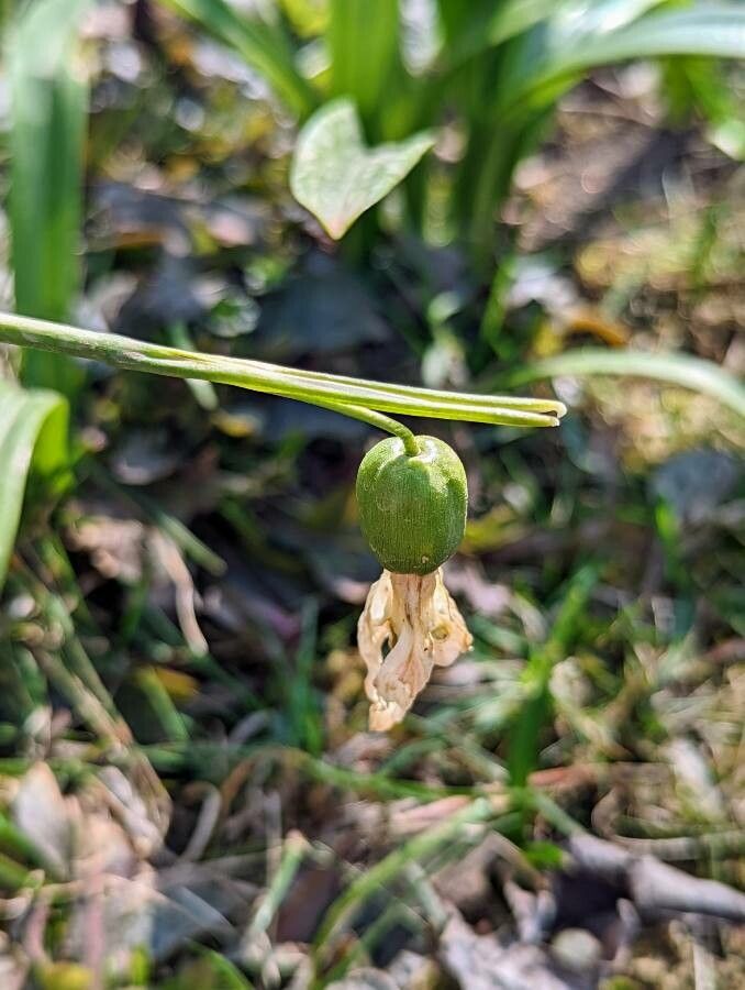 Galanthus plicatus fruit