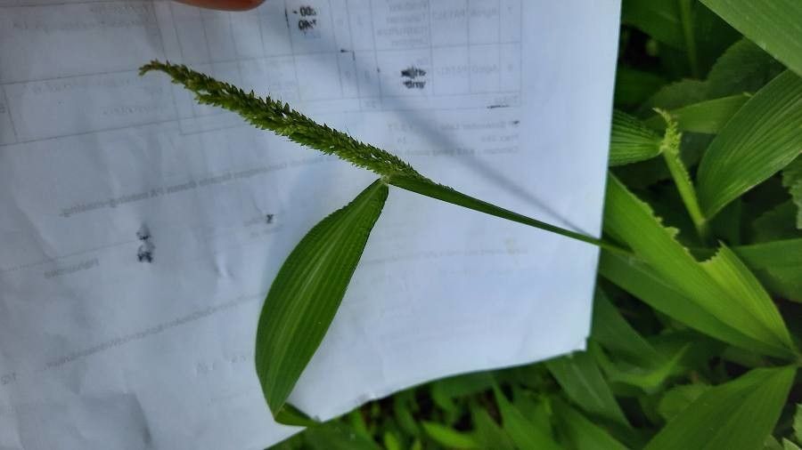 Hymenachne amplexicaulis flower
