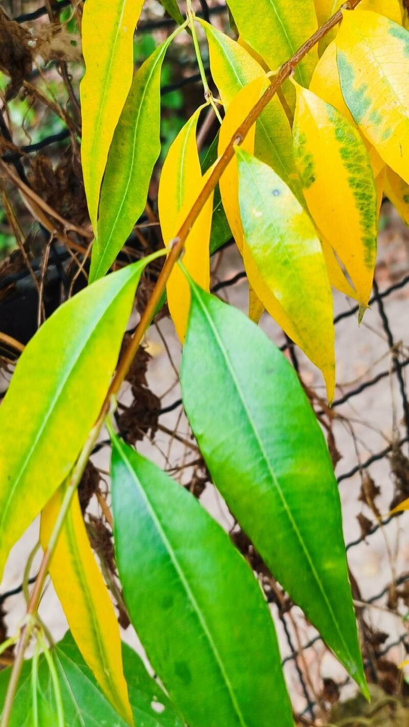 Periploca sepium leaf
