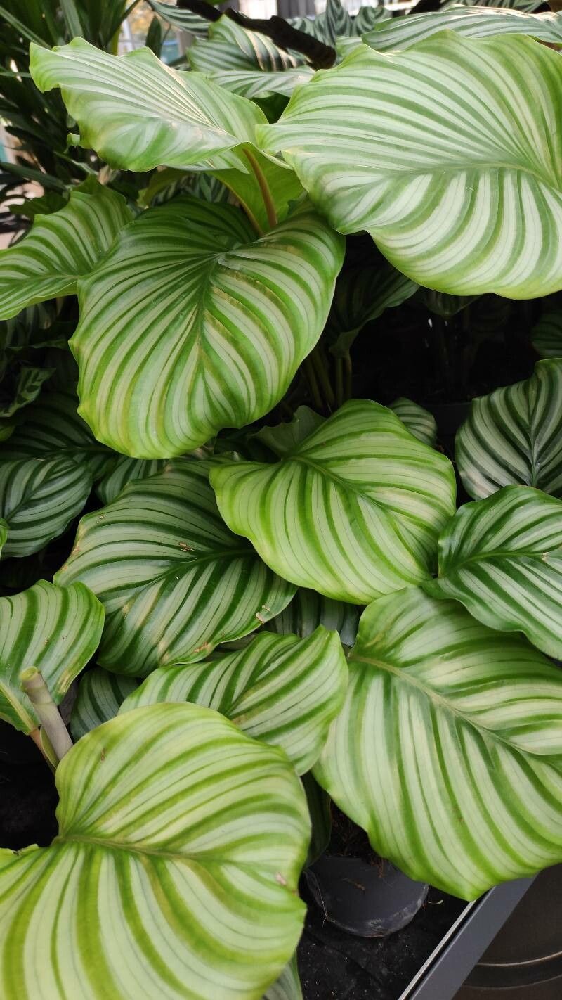 Goeppertia orbifolia habit