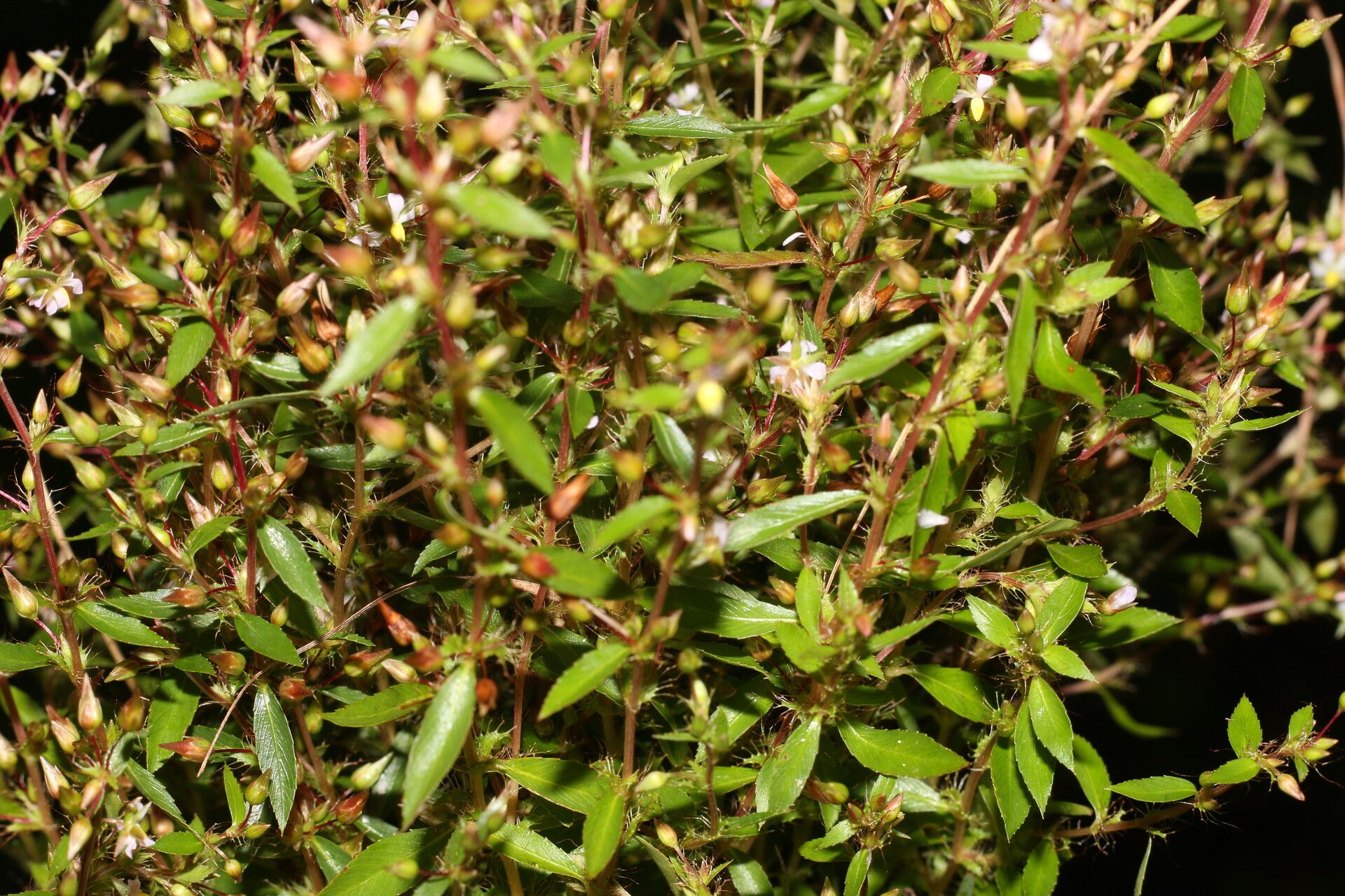 Sauvagesia pulchella habit