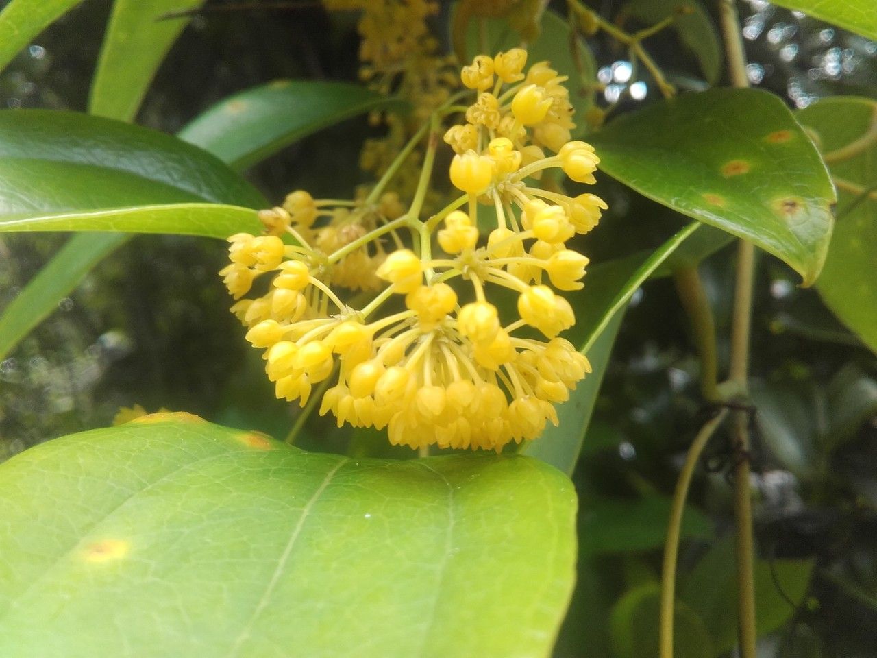 Smilax purpurata — search result for 'Smilax'