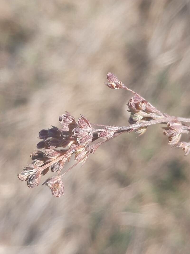 Bupleurum tenuissimum flower