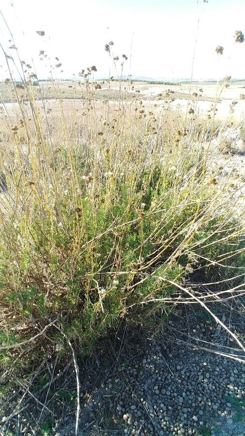 Gypsophila struthium habit