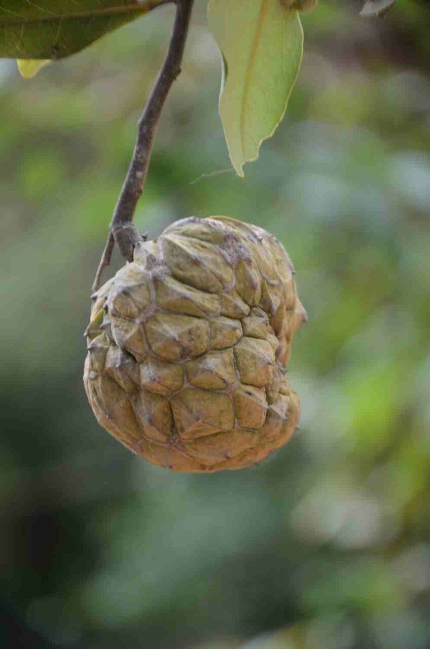 Duguetia furfuracea fruit