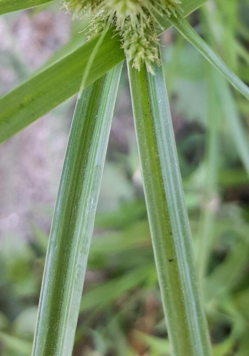 Cyperus aggregatus — search result for 'Cyperus'