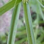 Cyperus aggregatus