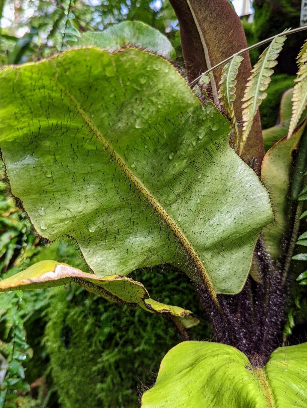 Elaphoglossum crinitum leaf