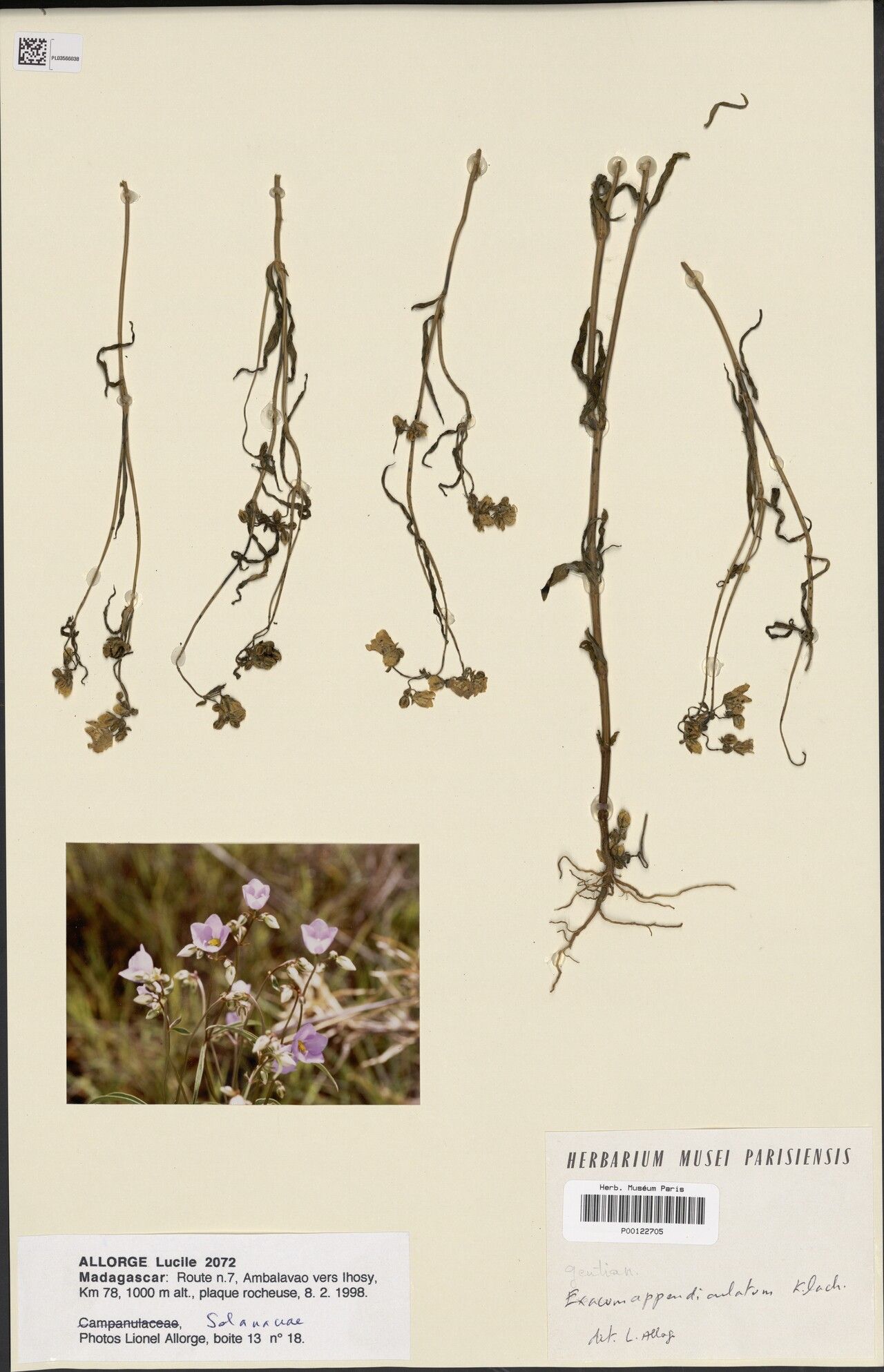 Exacum appendiculatum — related species from the same genus