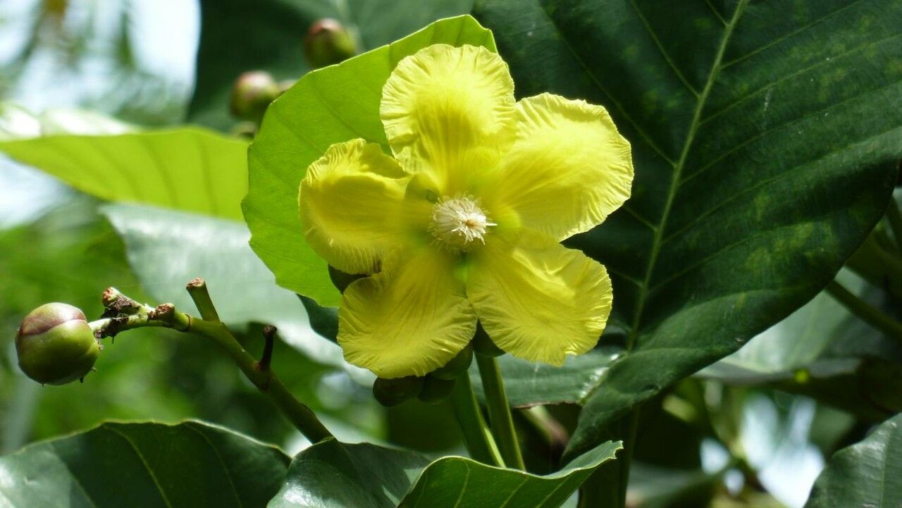 Dillenia suffruticosa — search result for 'Brunei'