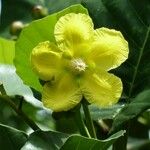 Dillenia suffruticosa