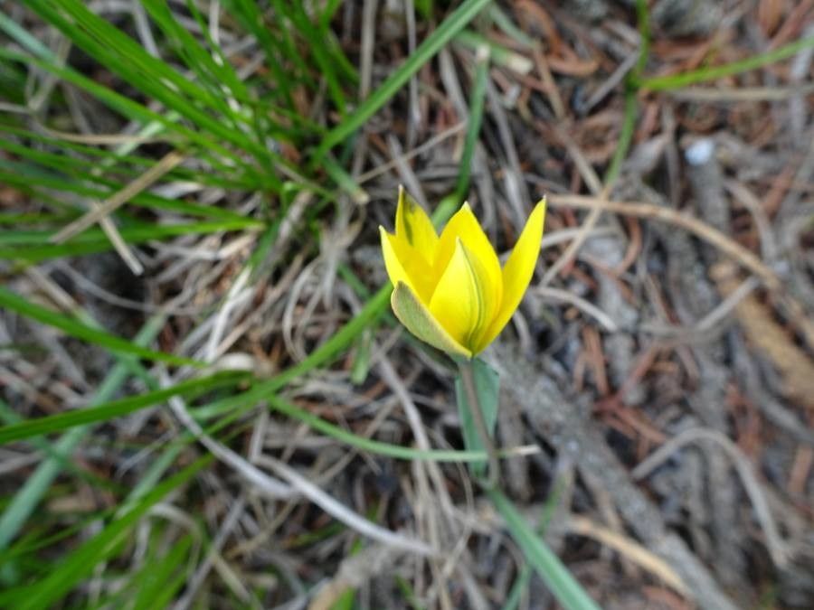 Tulipa heterophylla flower