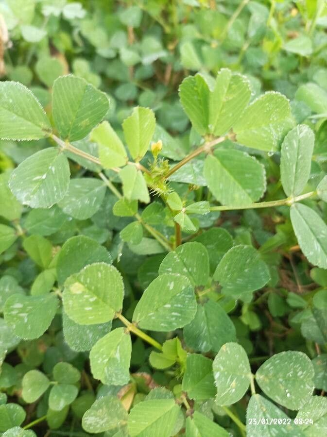 Medicago rigidula — soil improver houseplant