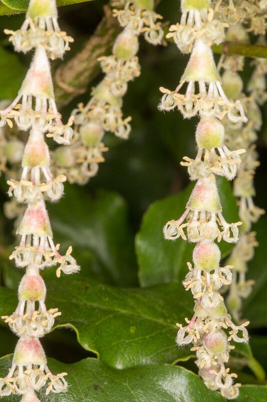 Garrya elliptica flower