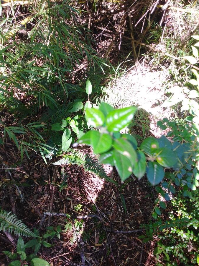 Rhaphithamnus spinosus — houseplant care guide