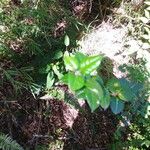 Rhaphithamnus spinosus