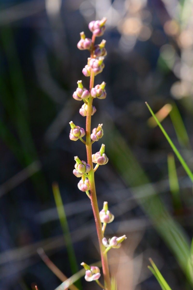 Triglochin bulbosa flower