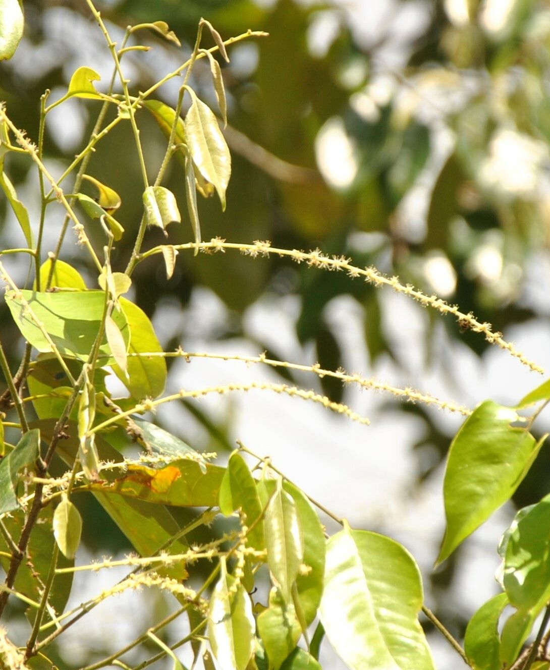 Castanopsis tungurrut flower