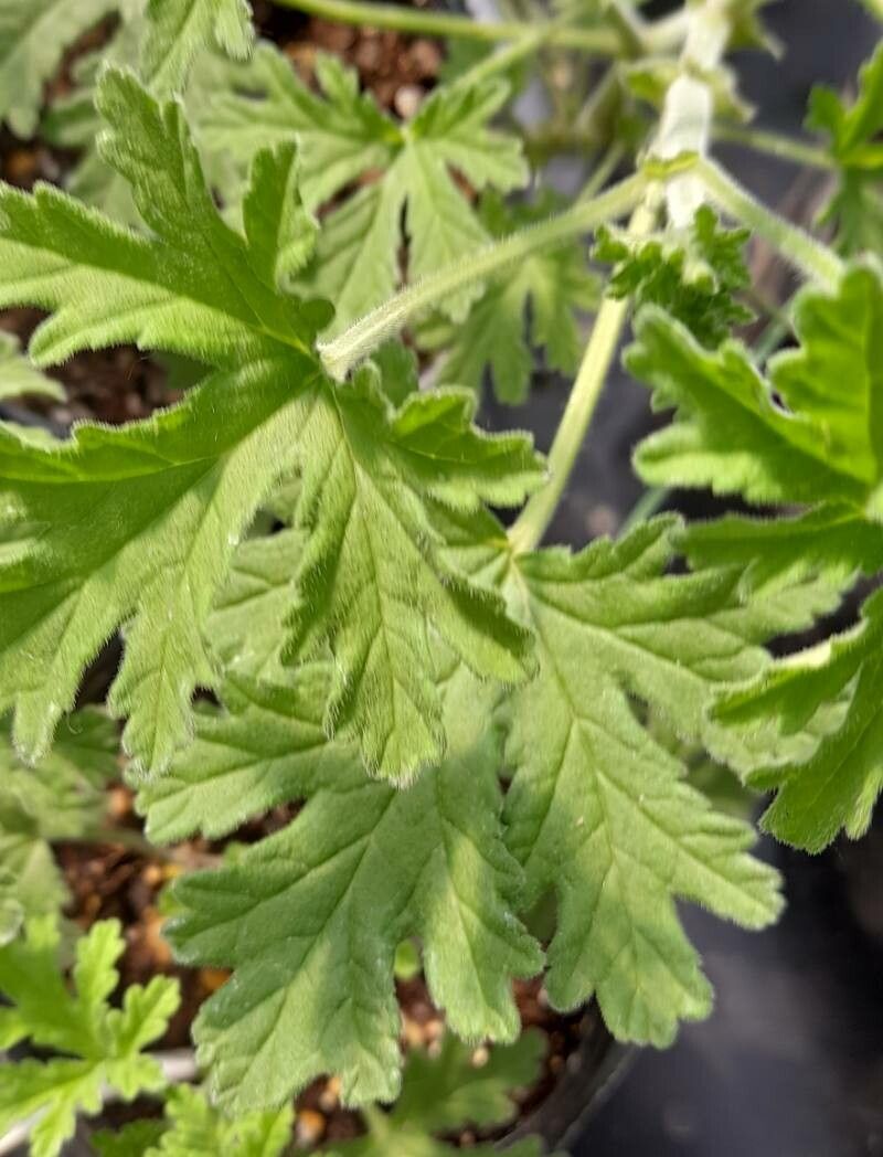 Pelargonium cucullatum — search result for 'Althaea'