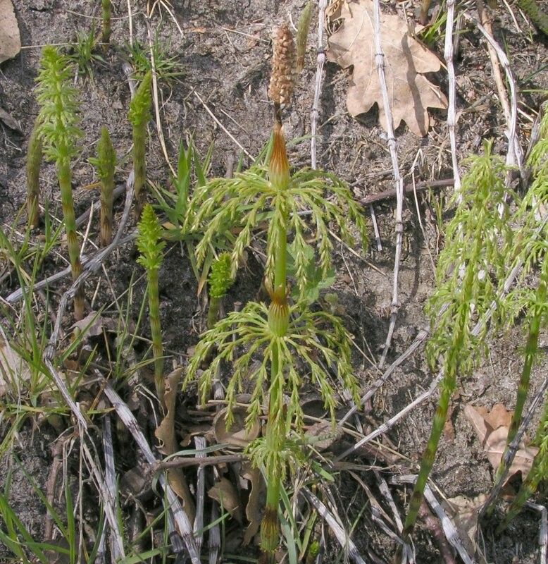 Equisetum sylvaticum leaf