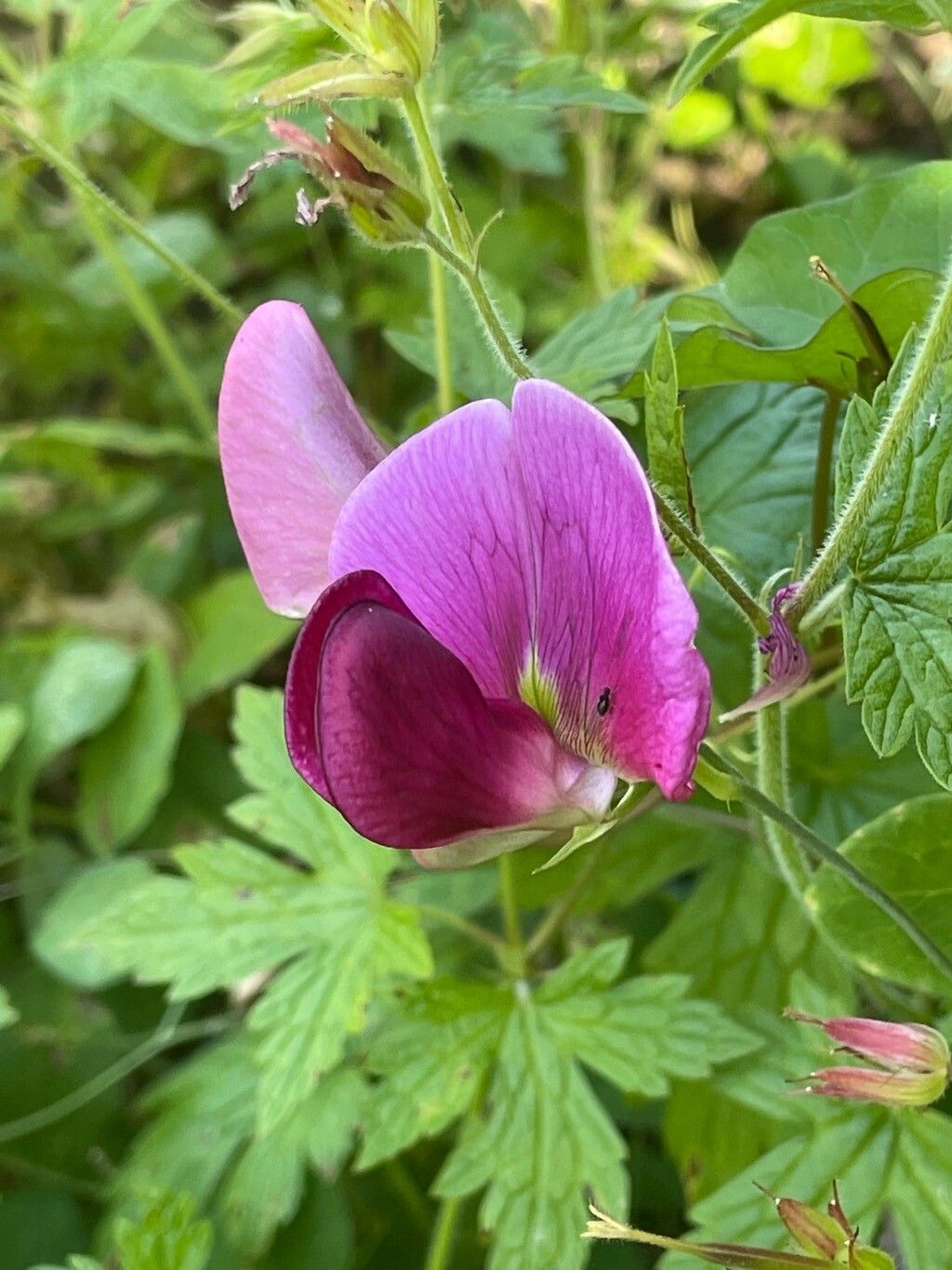 Lathyrus grandiflorus flower
