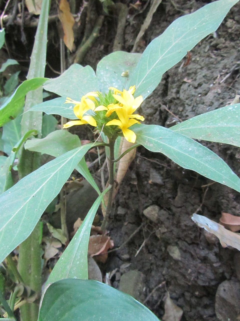 Barleria oenotheroides flower