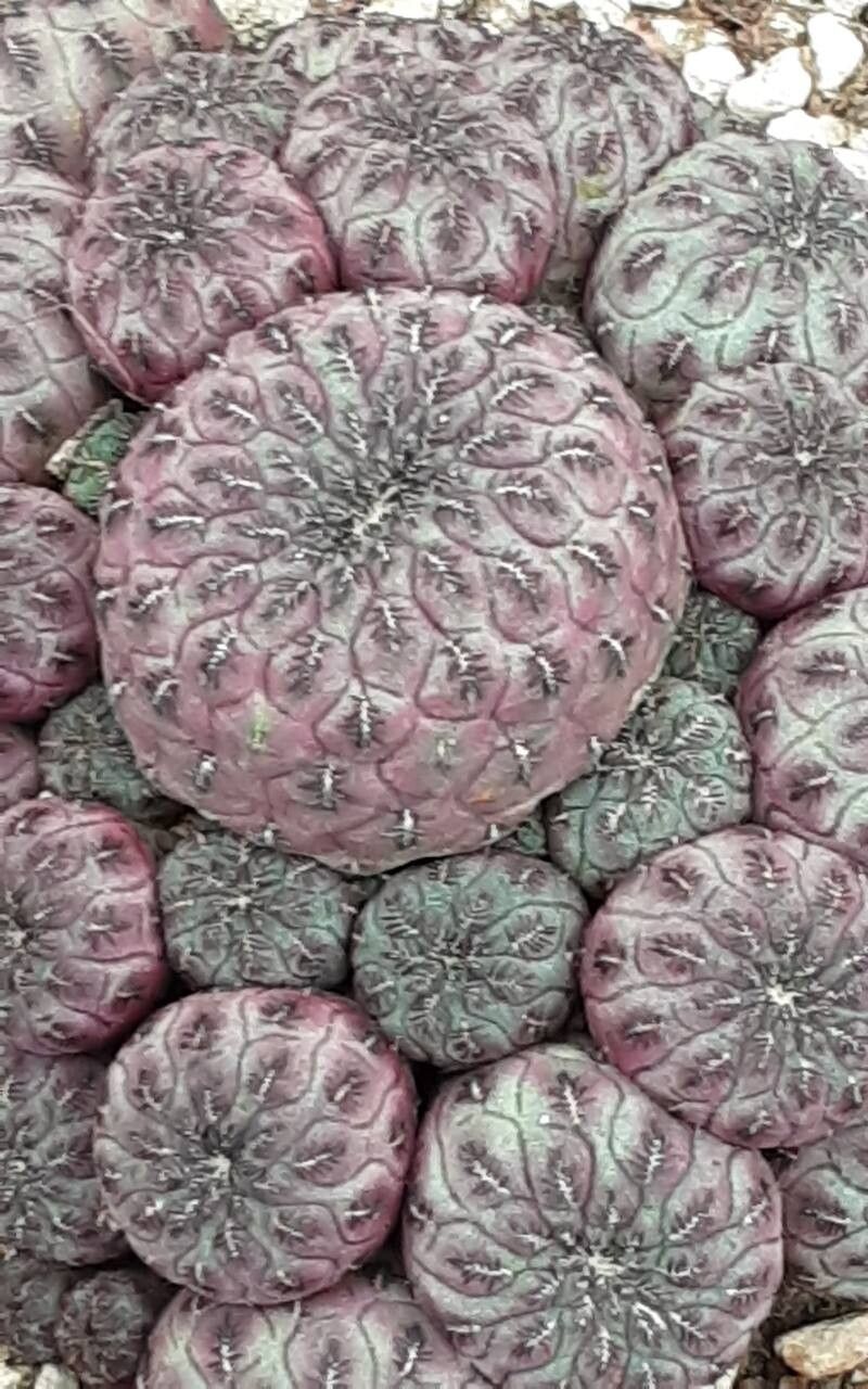 Rebutia canigueralii leaf