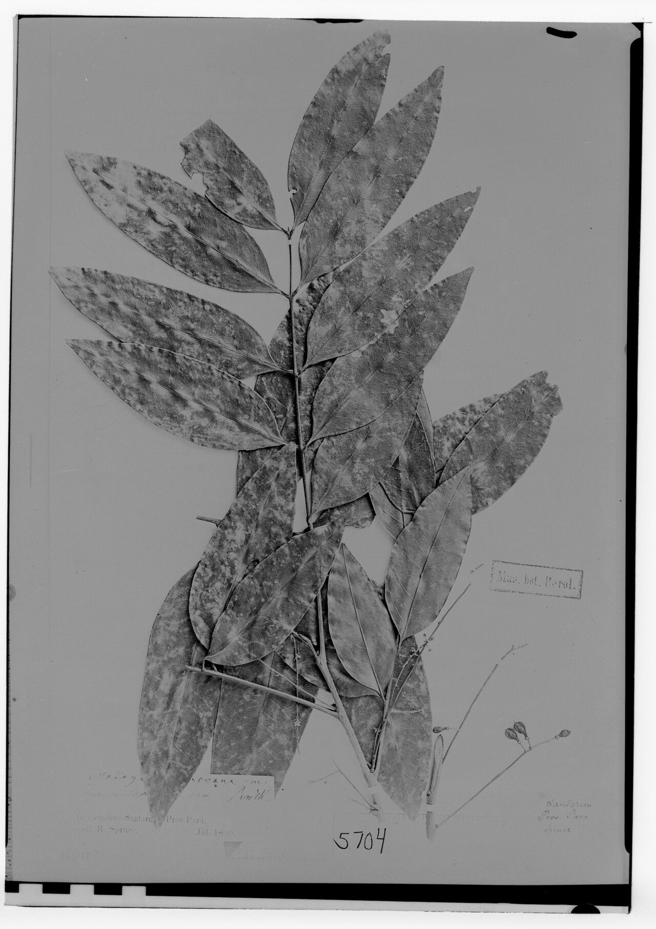 Matayba spruceana — houseplant care guide