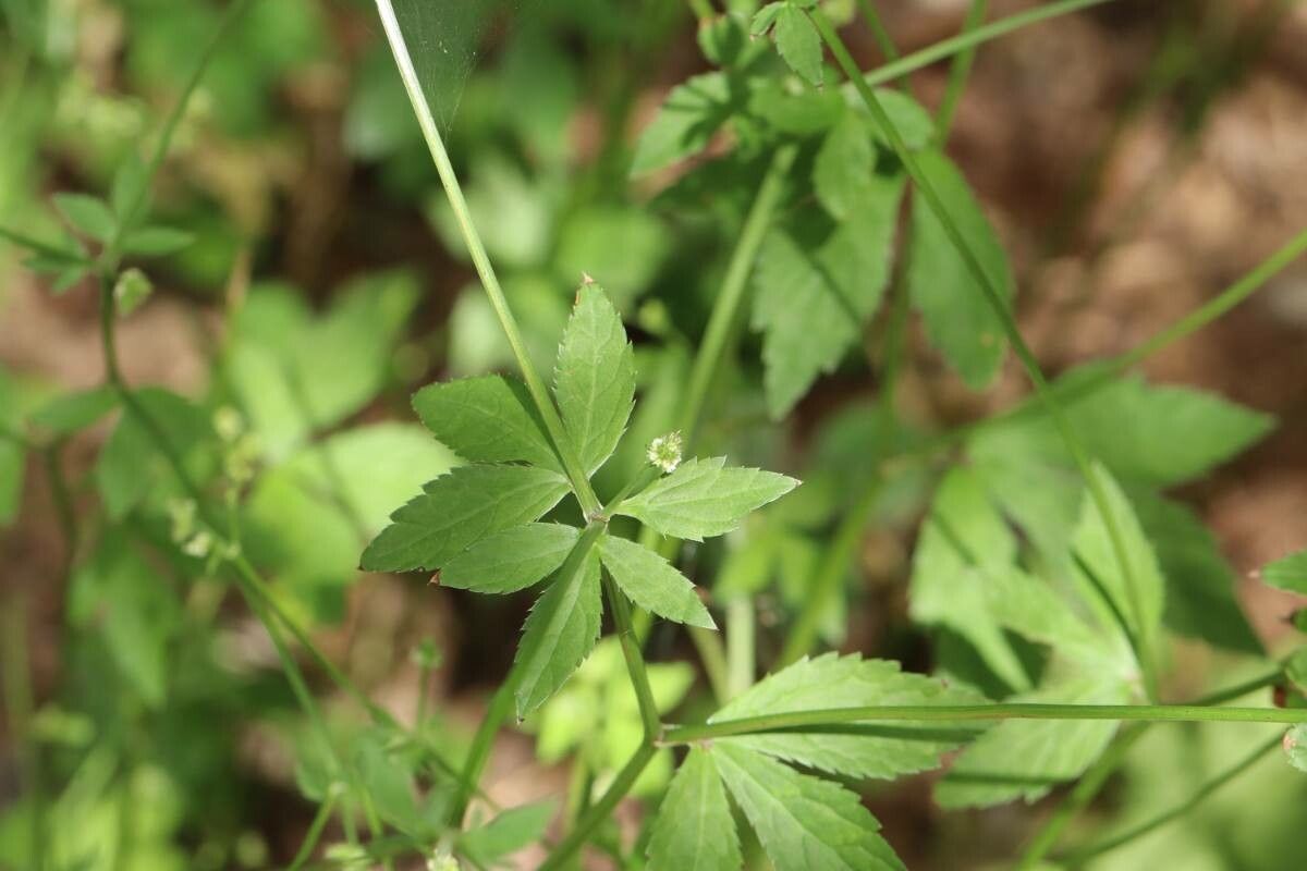 Sanicula chinensis — search result for 'Sanicula'