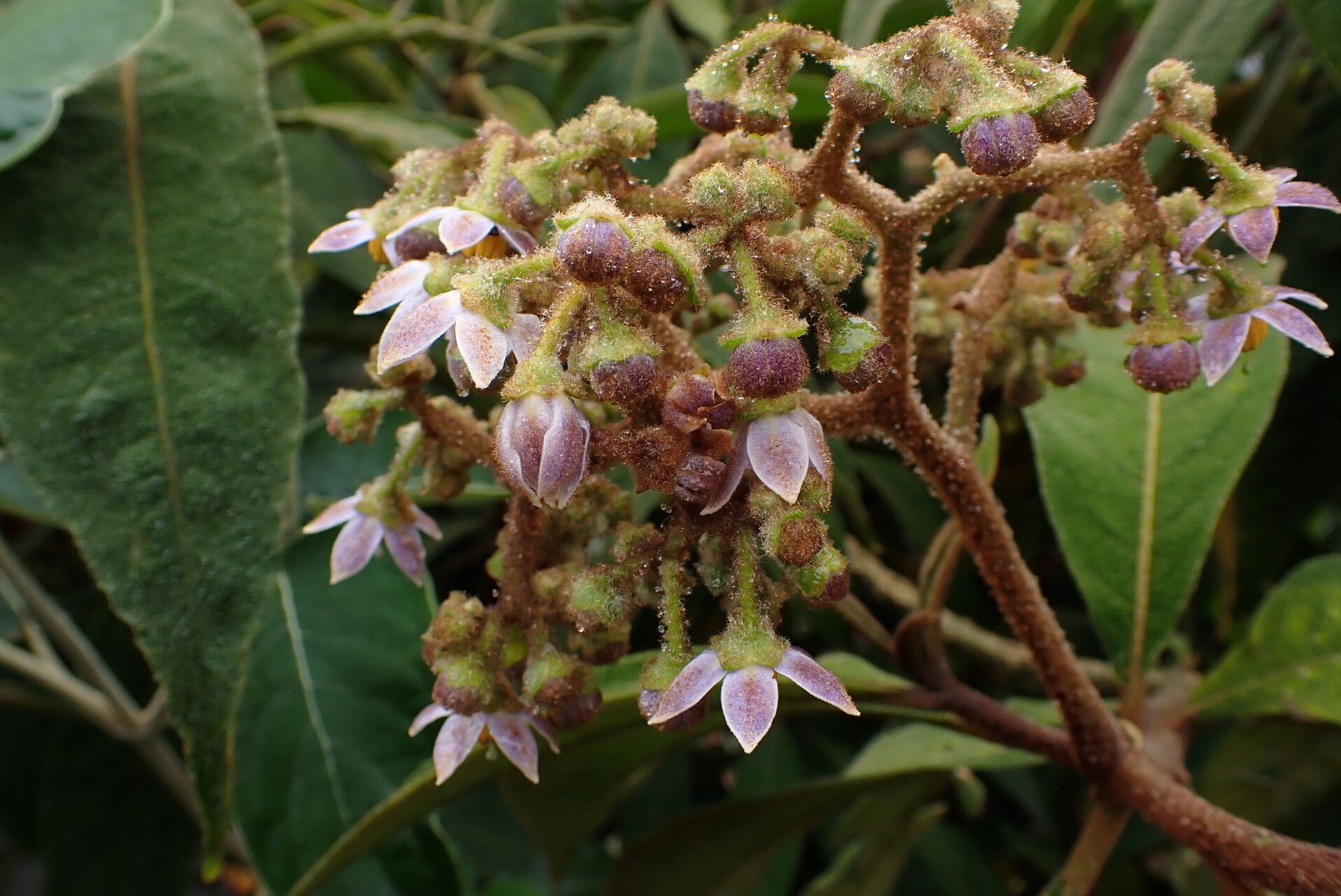 Solanum selachophyllum flower