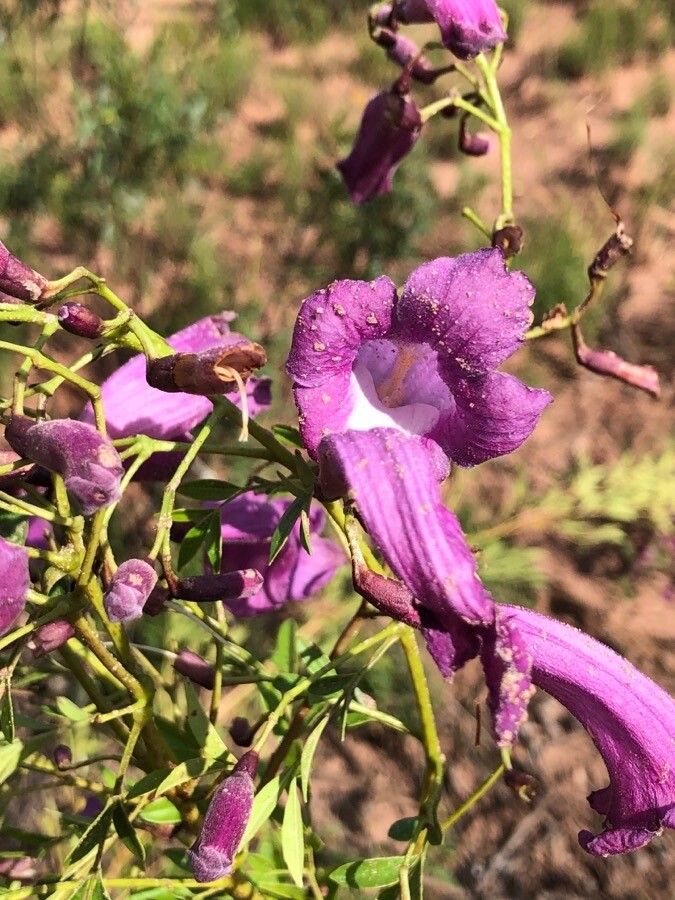 Jacaranda puberula flower