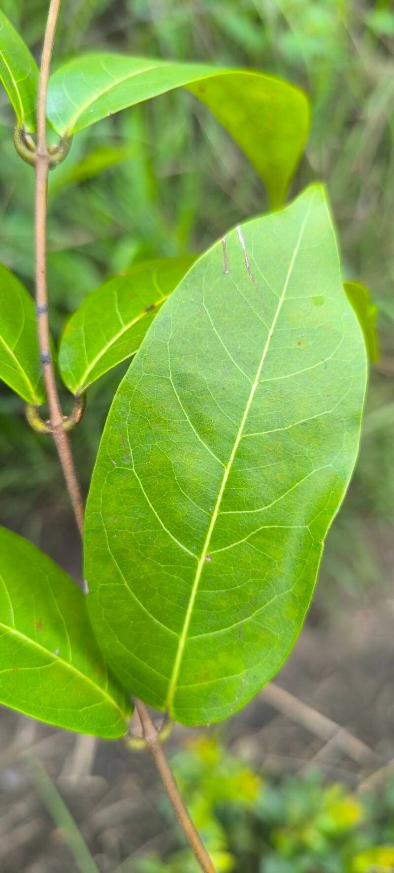 Landolphia camptoloba — related species from the same genus