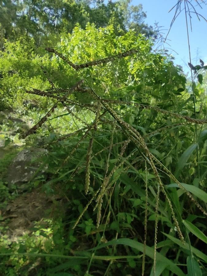 Brachiaria mutica flower