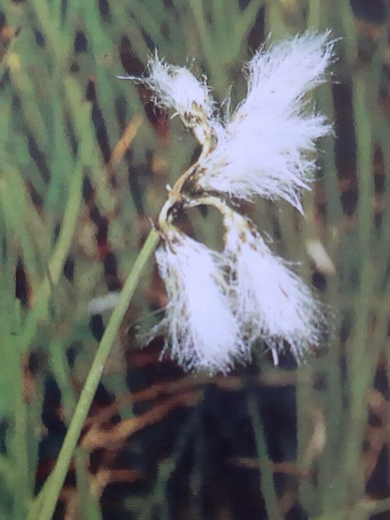 Eriophorum gracile flower
